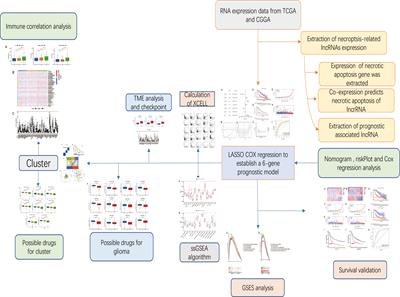 Comprehensive analysis: Necroptosis-related lncRNAs can effectively predict the prognosis of glioma patients